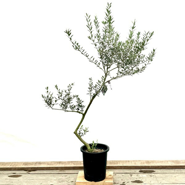 楽天市場】おしゃれ 観葉植物：オリーブの木 ピクアル 7号*現品2 SOUJU