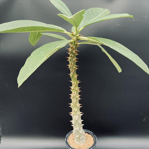 ☆特価☆コーデックス：パキポディウム　バロニー 実生　L*塊根幅5ｃｍ