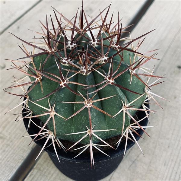 楽天市場】サボテン：フェロカクタス 旋風玉*幅21cm 現品！一品限り