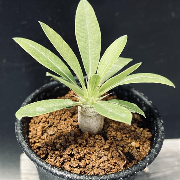 楽天市場】コーデックス：パキポディウム グラキリス 発根済*塊根幅