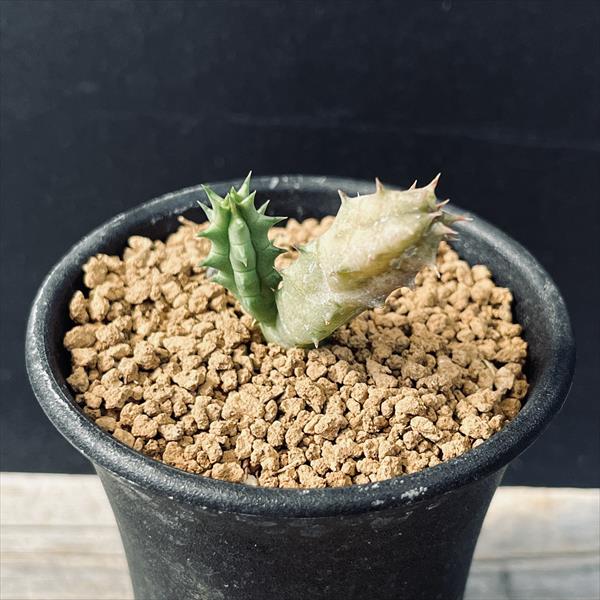 楽天市場】多肉植物：ガガイモ フェルニア ヒスロピー*幅2cm : 遊恵