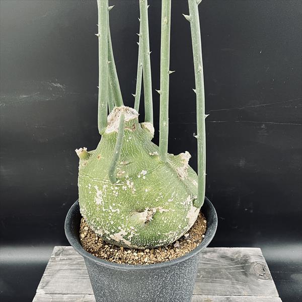 アデニア フルチコーサ スピノーサ グラウカ 特価！コーデックス：アデニア グラウカ×スピノーサ*塊根幅16cm 現品