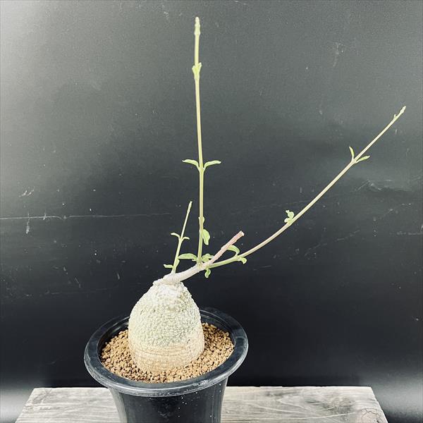 楽天市場】☆特価☆コーデックス：ブーファン ハエマンソイデス*塊幅