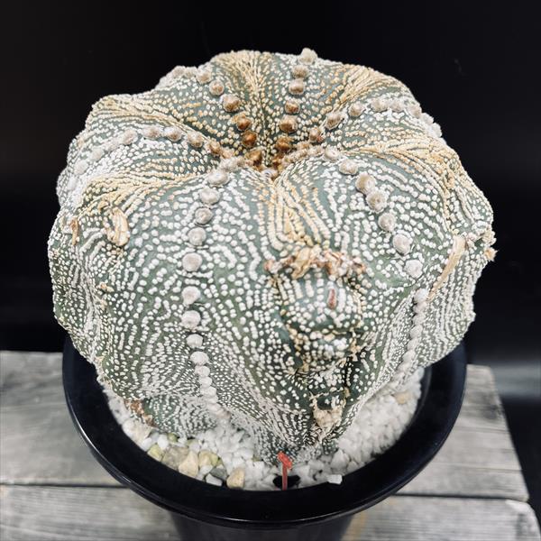 観葉植物　釣り忍　☆☆☆☆☆☆☆ 楽天市場】【ケース販売：8入】 フィッシュボーンカクタス（ジグザグ