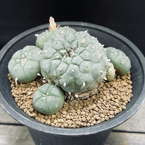 楽天市場】サボテン：フェロカクタス 旋風玉*幅21cm 現品！一品限り