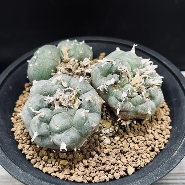 楽天市場】サボテン：ロフォフォラ 烏羽玉 ペンタゴナ*幅5cm : 遊恵