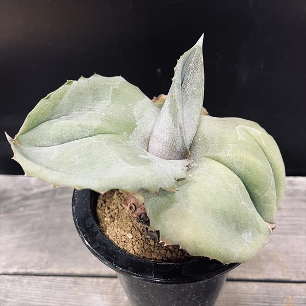 楽天市場】多肉植物：アガベ マルモラータ モンスト*幅7cm : 遊恵