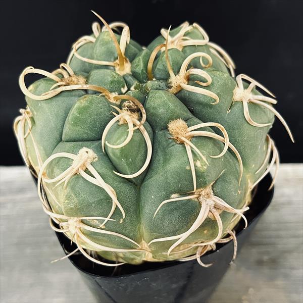 楽天市場】サボテン：トリコケレウス 羅漢丸 自根*幅17cm 現品！一品