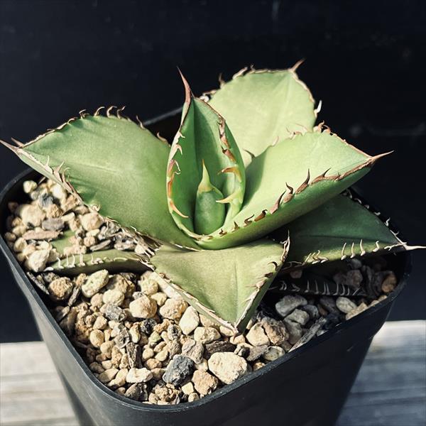 楽天市場】多肉植物：アガベ ウェベリー アリゾナスター*幅27cm