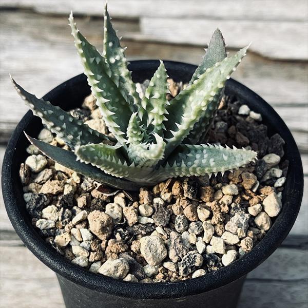 楽天市場】多肉植物：アロエ・ストリアータ錦*16cm : 遊恵盆栽