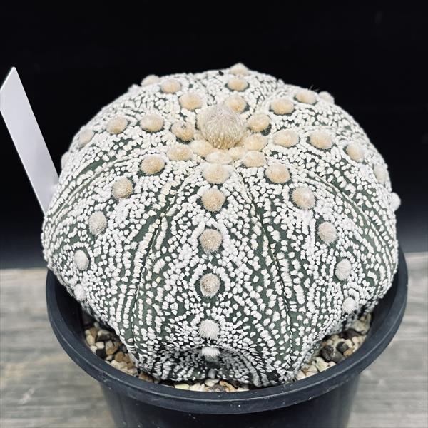 楽天市場】サボテン：アストロフィツム 瑠璃兜丸錦*幅4cm 現品