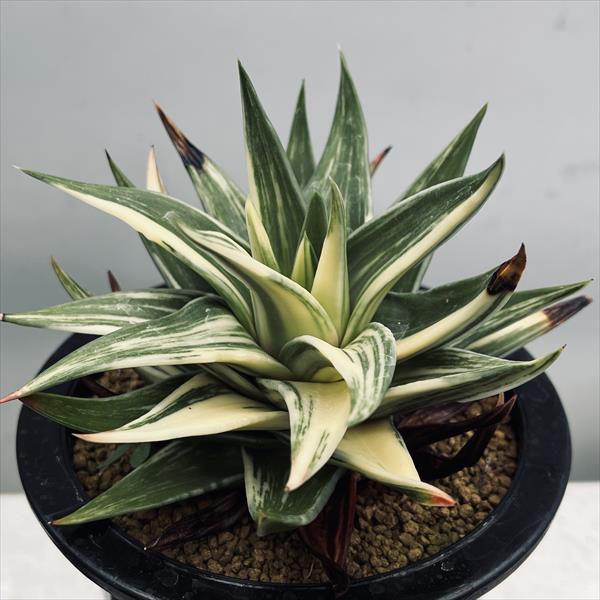 楽天市場】多肉植物：ハオルチア 鮮明黄色斑 コレクタ錦*幅6.5cm