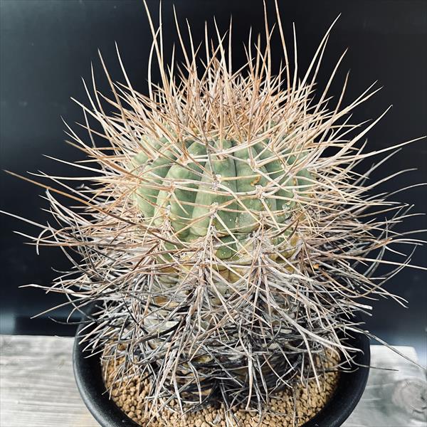 楽天市場】サボテン：ギムノカリキウム 光琳玉*幅7cm 現品！一品限り