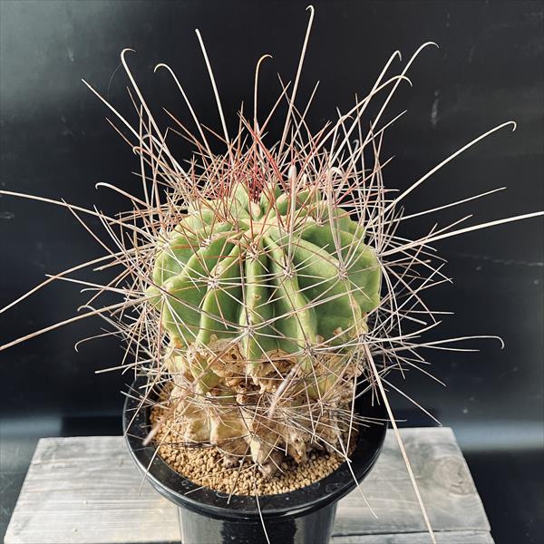 【現品】サボテン・ワラシー　8号　Ⅱ 現品】サボテン・ワラシー 8号 Ⅱ 観葉植物