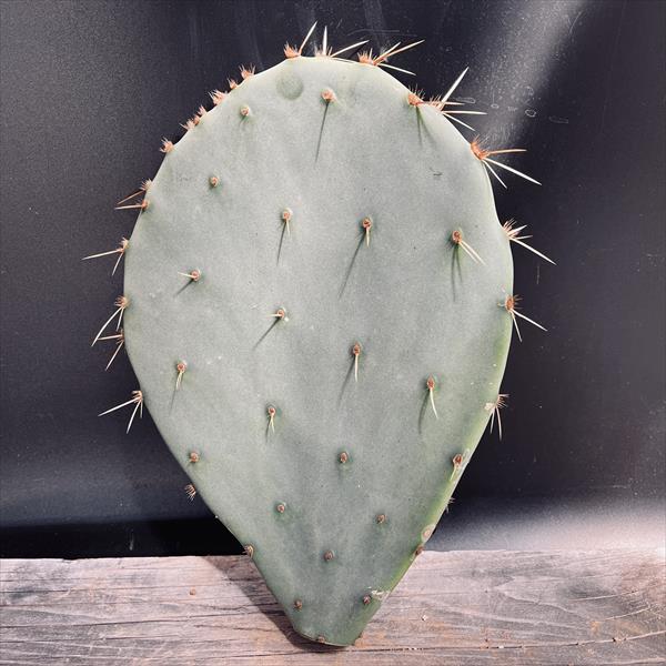 オプンティア　サンタリア　10苗 抜き苗 imgrc0089985236.jpg