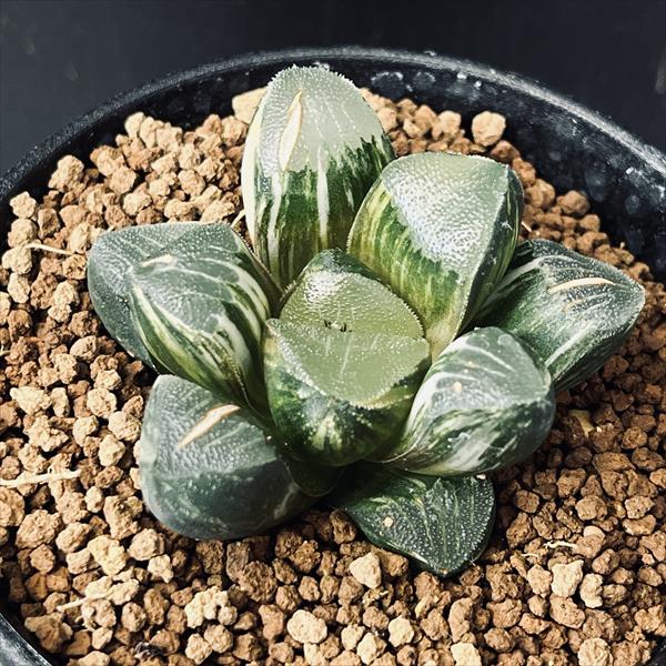 多肉植物：ハオルチア せつ然たる黄味がかった斑 収集家錦*幅6ｃｍ 現品 一皿分の料理極限点