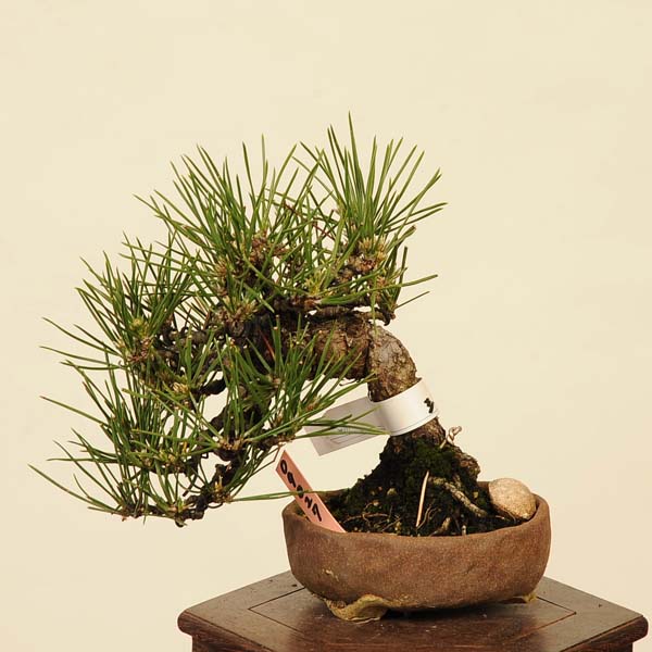 黒松盆栽 万里一空 特選 春を松 Bonsai Kuromatsu 黒松盆栽 万里一空 特選 春を松 Bonsai Kuromatsu