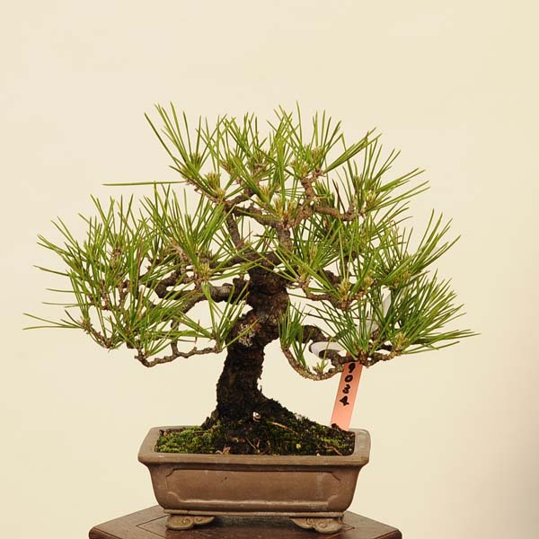 盆栽 ニシキギ 樹高32cm 盆栽 ニシキギ 樹高32cm