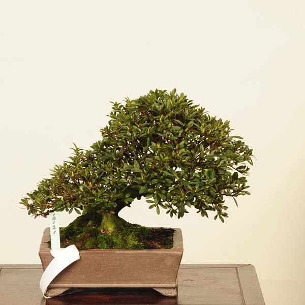 楽天市場】盆栽 特選：皐月(晃山)*現品 サツキ さつき Satsuki bonsai 大品盆栽 大型ヤマト便配送 : 遊恵盆栽 楽天市場店