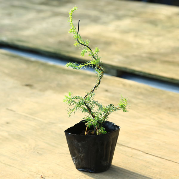 楽天市場】苗：紫杜松*トショウ としょう ムラサキトショウ : 遊恵盆栽