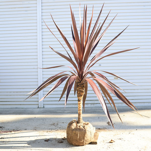 楽天市場】【現品】ドラセナ・コルジリネ・レッドスター 苗木 W90cm