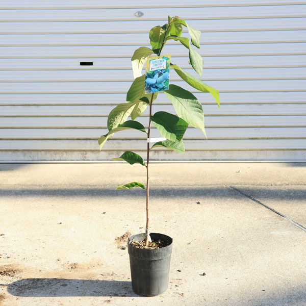 楽天市場】ポポー サスケハンナ 接ぎ木苗 5号 ピーターソンポポー