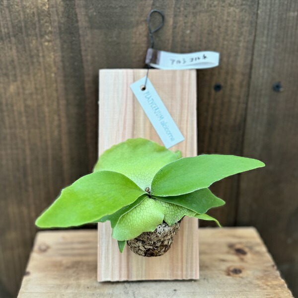 楽天市場】観葉植物：コウモリラン ホーンズサプライズ ダーウィン 板