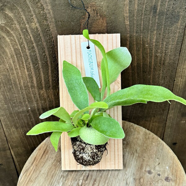 ビカクシダ スパーバム 板付 観葉植物 コウモリラン ビカクシダ スパーバム 板付 【観葉植物 壁掛け コウモリラン
