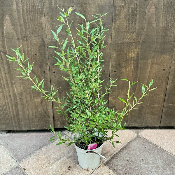 楽天市場】花苗 観葉植物：グレビレア サパーブ*オージープランツ