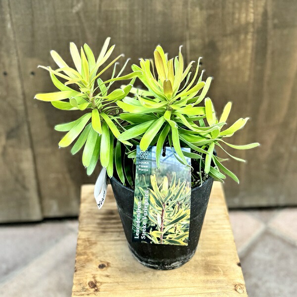 楽天市場】鉢花 観葉植物：リューカデンドロン ケープ＆スパイス*5号