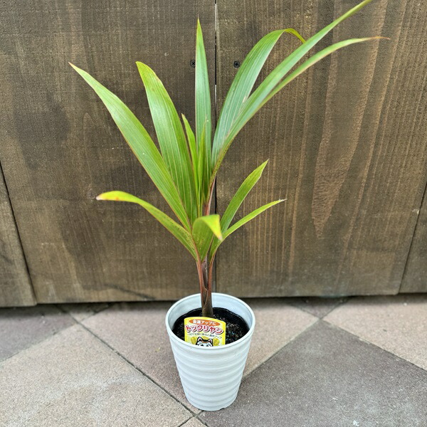 【現品】トックリヤシ　椰子　7号　Ⅰ トックリヤシ 7号鉢植え の通販 | 園芸ネット