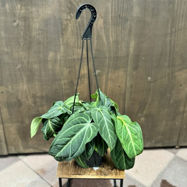 アンスリウム　ウェンドリンゲリ　3号　吊り鉢　④ アンスリウム：ウェンドリンゲリー3.5号吊り鉢 の通販 | 園芸ネット