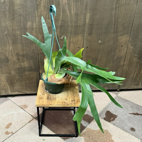 楽天市場】おしゃれ 観葉植物：ビカクシダ コウモリラン