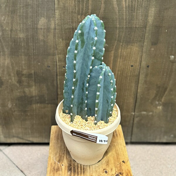 きなこ　スピラリス　5本セット　極上株　サボテン　柱サボテン きなこ スピラリス 5本セット 極上株 サボテン 柱サボテン