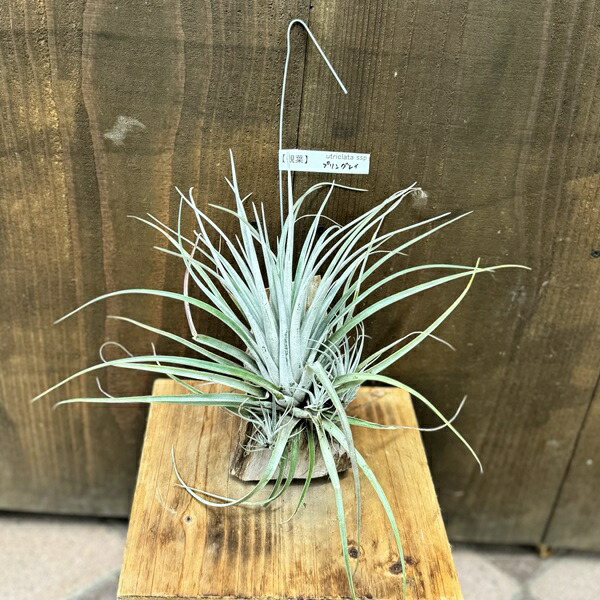 楽天市場】おしゃれ 観葉植物 エアープランツ：チランジア