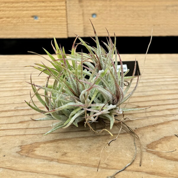 Tillandsia チランジア　4種類　18株セット（イオナンタ　アルビノ等） 楽天市場】チランジア イオナンタ 'アルビノ' (エアープランツ