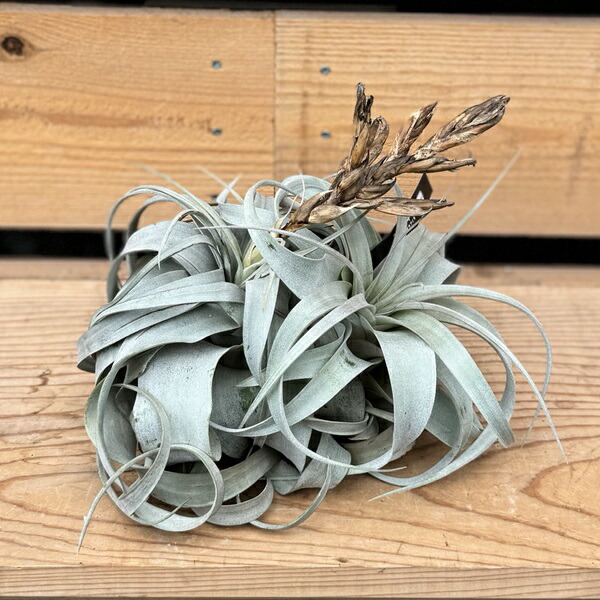 楽天市場】観葉植物 エアープランツ：チランジア ストラミネア