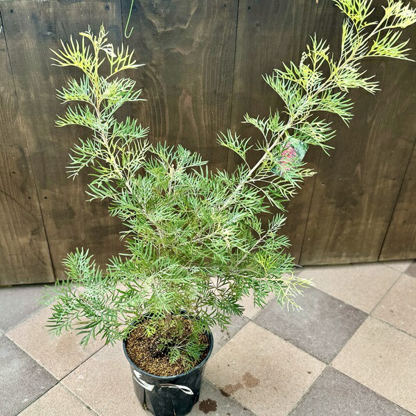 楽天市場】PLANCHU 観葉植物 グレビレア ハニージョー 5号鉢
