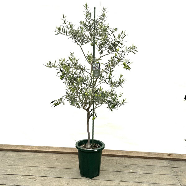 楽天市場】【カラマタ】接木苗2年生苗 6号ポットオリーブ[からまた