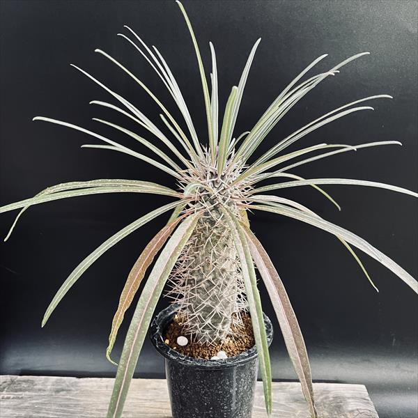 フィカス　パルメリー、コーデックス（鉢付き対応可） フィカス パルメリー、コーデックス（鉢付き対応可） - メルカリ