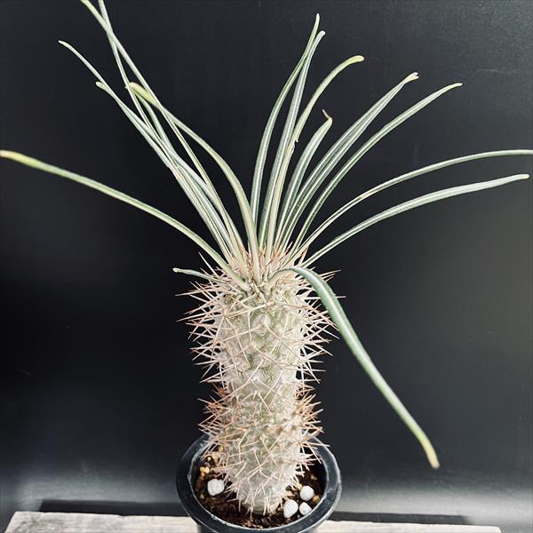 楽天市場】コーデックス：パキポディウム バロニー 実生*S 塊根幅2.5