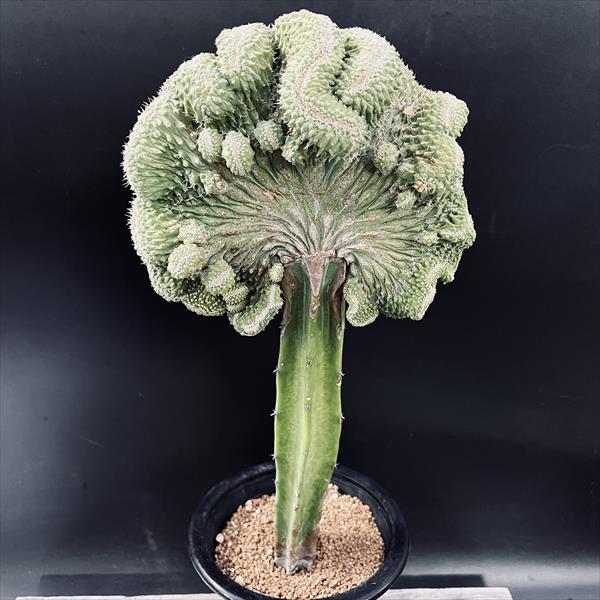 楽天市場】サボテン：ペディオカクタス 飛鳥 ツギ*幅7.5cm 現品！一品