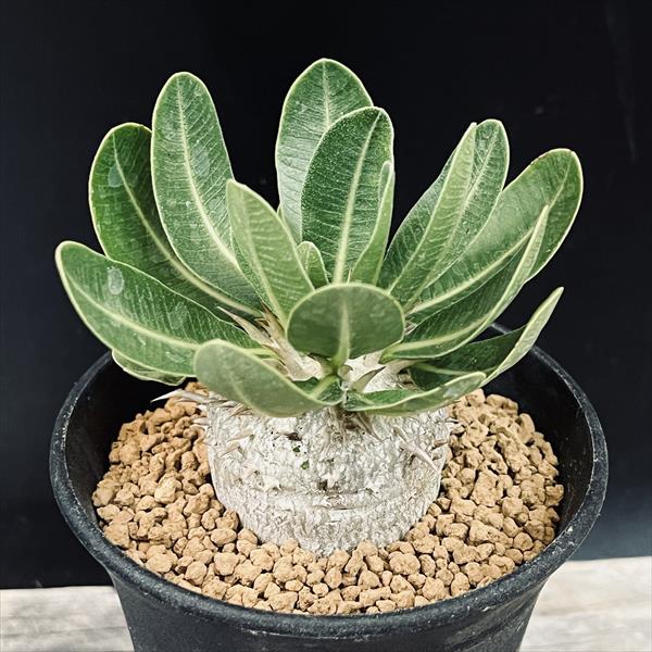 パキポディウム バロニー 珍株 3分岐 純血 実生 送料込み 楽天市場】☆特価☆コーデックス：パキポディウム バロニー 実生