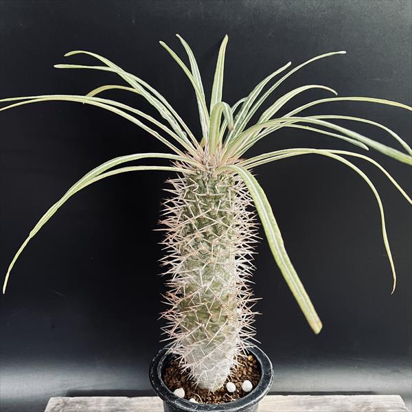 楽天市場】コーデックス：パキポディウム バロニー 実生*S 塊根幅2.5