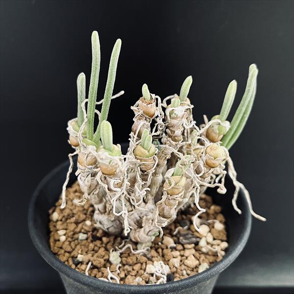 多肉植物：モニラリア　ピシフォルミス 実生*幅6.5ｃｍ　現品！一品限り
