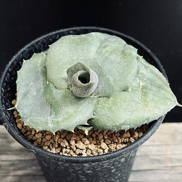 楽天市場】多肉植物：アガベ マルモラータ モンスト*幅7cm : 遊恵