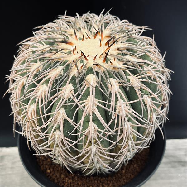 カクタス：ギムノカリキウム 猫爪竿秤丸 ツギ*幅13珊 現品！一皿分の料理境界線