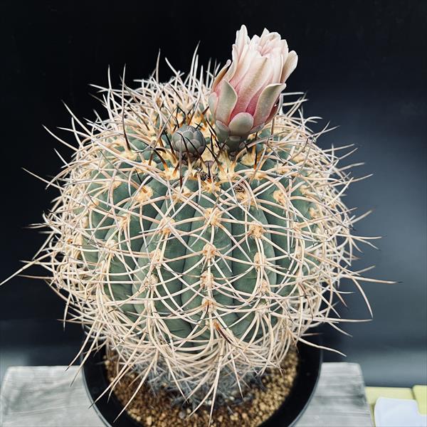 楽天市場】サボテン：ギムノカリキウム 守金魔天竜 ツギ*幅5cm 現品