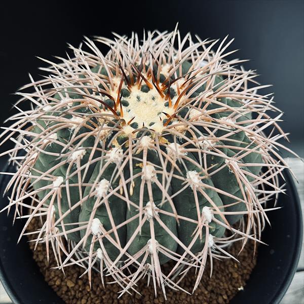 楽天市場】サボテン：ギムノカリキウム 天平丸*幅15cm 現品！一品