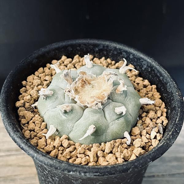 ロホホラ　ペンタゴナ 自根 Yahoo!オークション - 現地球ペンタゴナ 山木 カキコ自根 ロフォフォラ